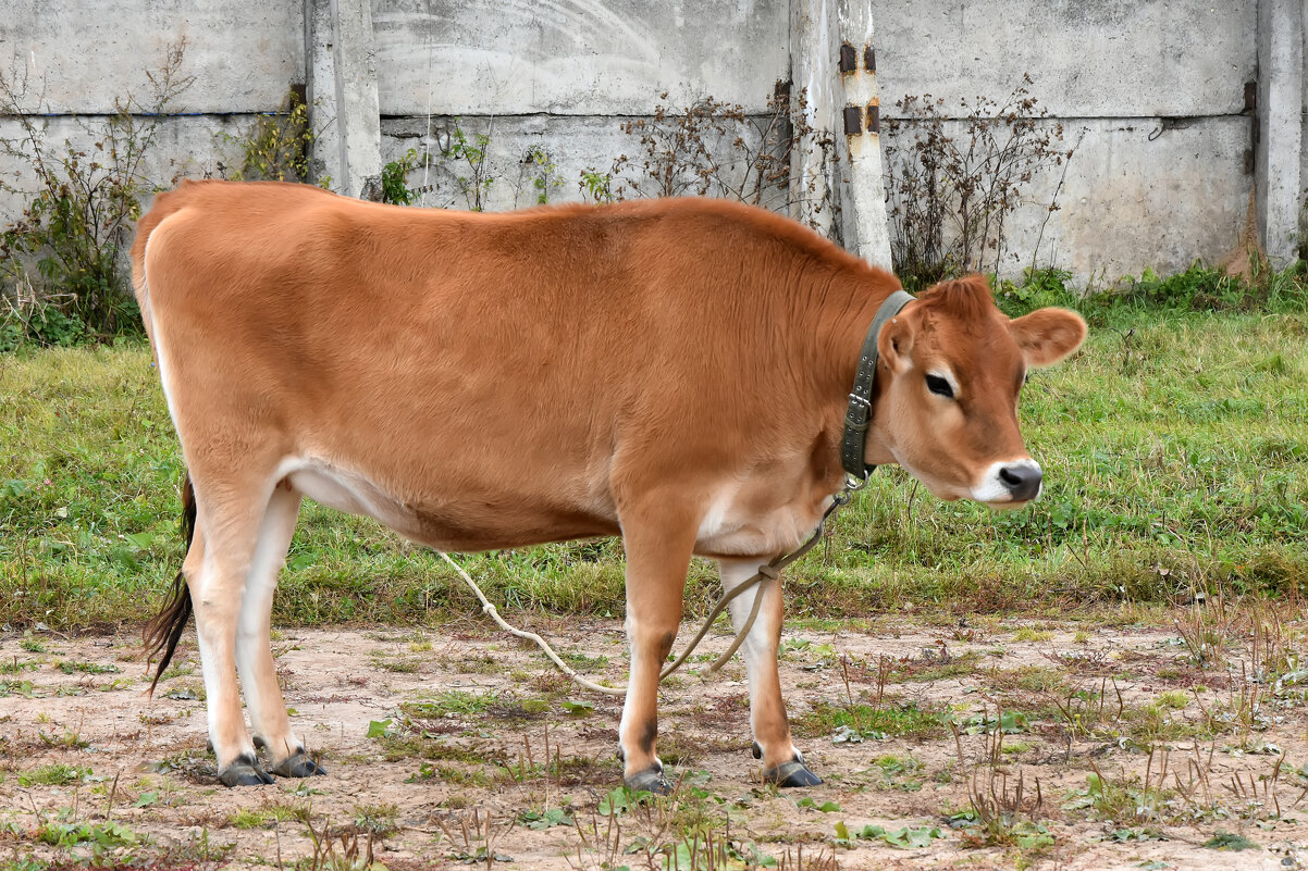 Московская область. Серпухов. Ферма «Русский страус». - Наташа *****