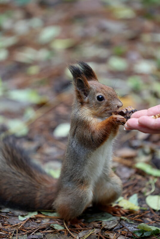 Ладушки. - Александр Кондаков