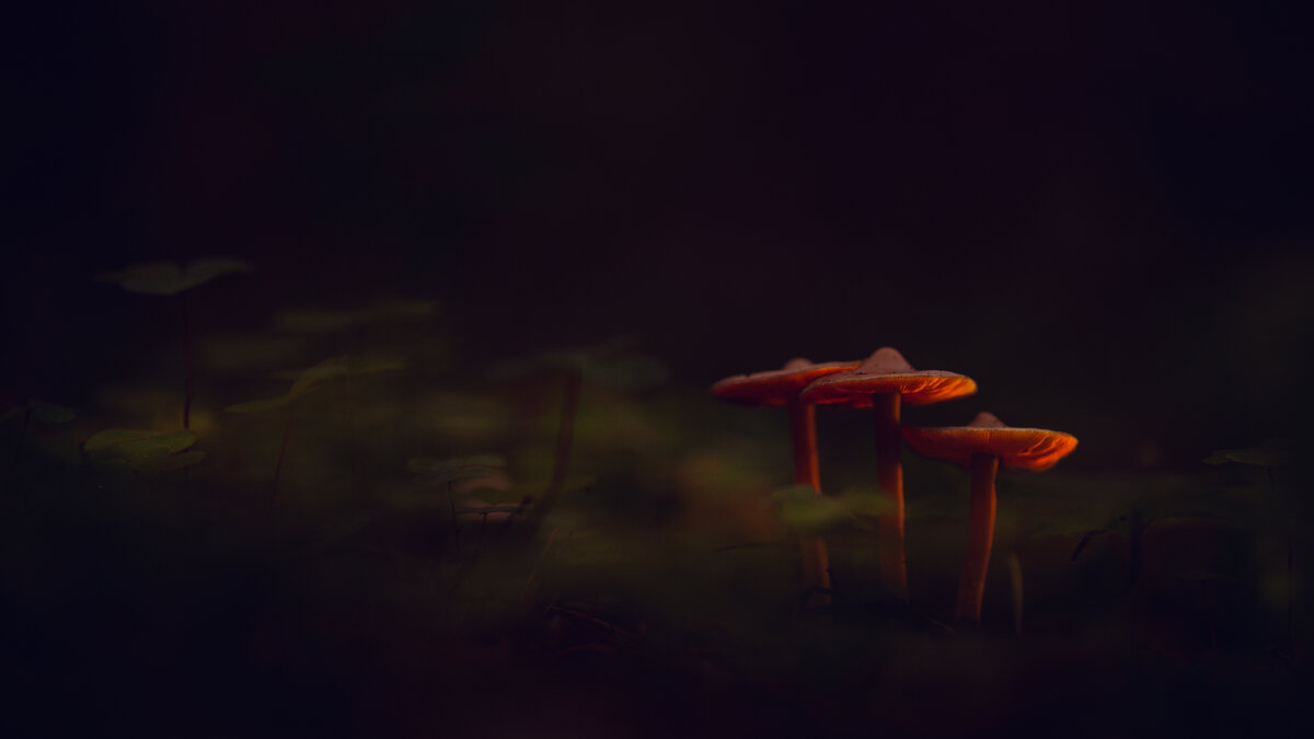 Ай-я-я-я-яй компания! - Арсений 