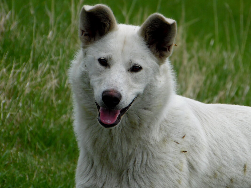 Верный друг. - nadyasilyuk Вознюк