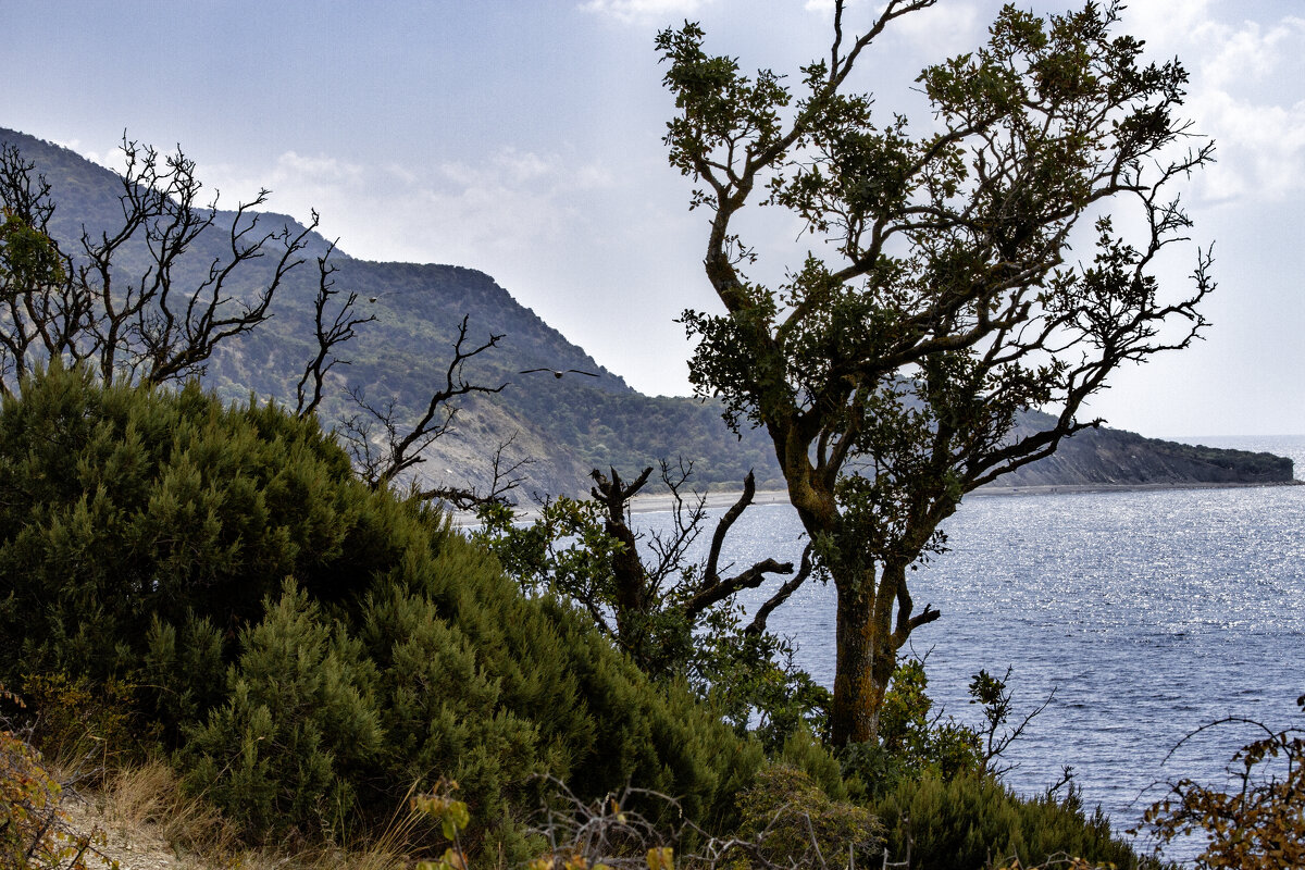 Кто заметит чаек? ;-) - Алексей Пышненко