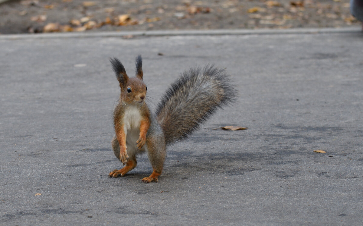 На дорожке в парке - Иван Генералов На дорожке в парке - Иван Генералов
