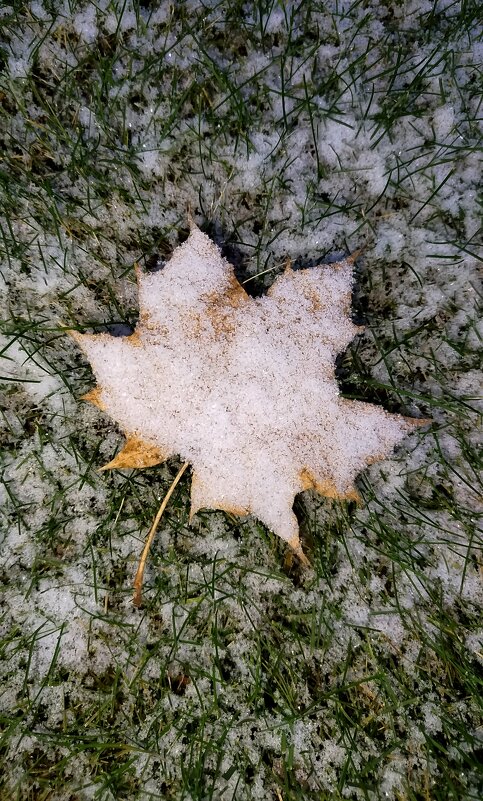Первый снег - светлана льдокова