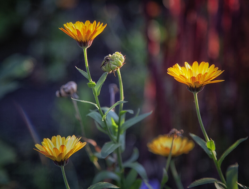 Ноготки осенние. - Лилия *