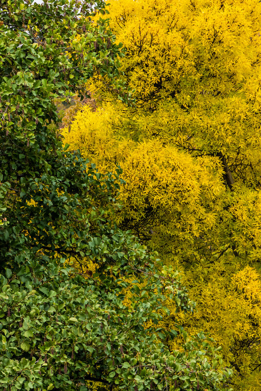 Краски осени. - Дмитрий А