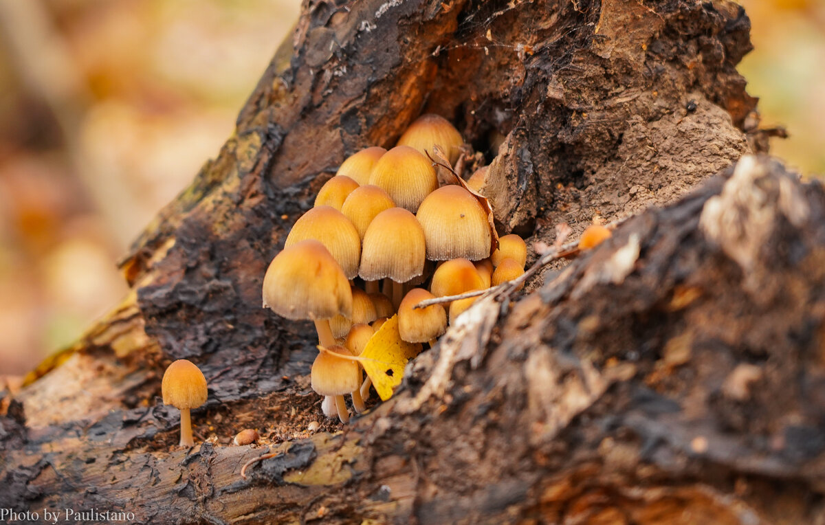 В ноябрьском лесу... - Владимир Жданов