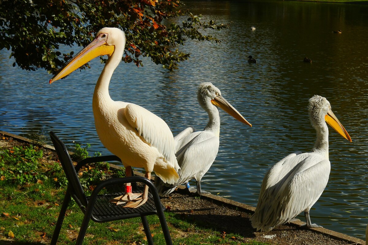 Я с вами не играю - Юрий. Шмаков Я с вами не играю - Юрий. Шмаков
