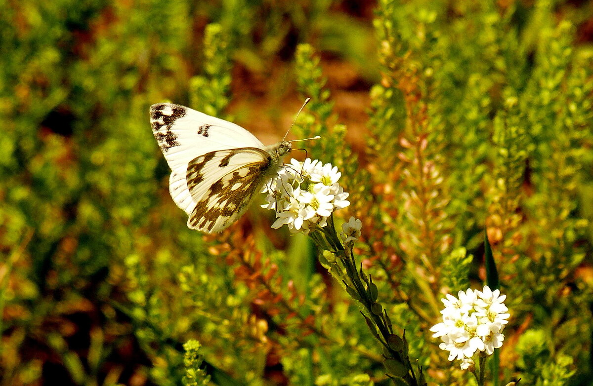 опять про бабочек... 1 - Александр Прокудин