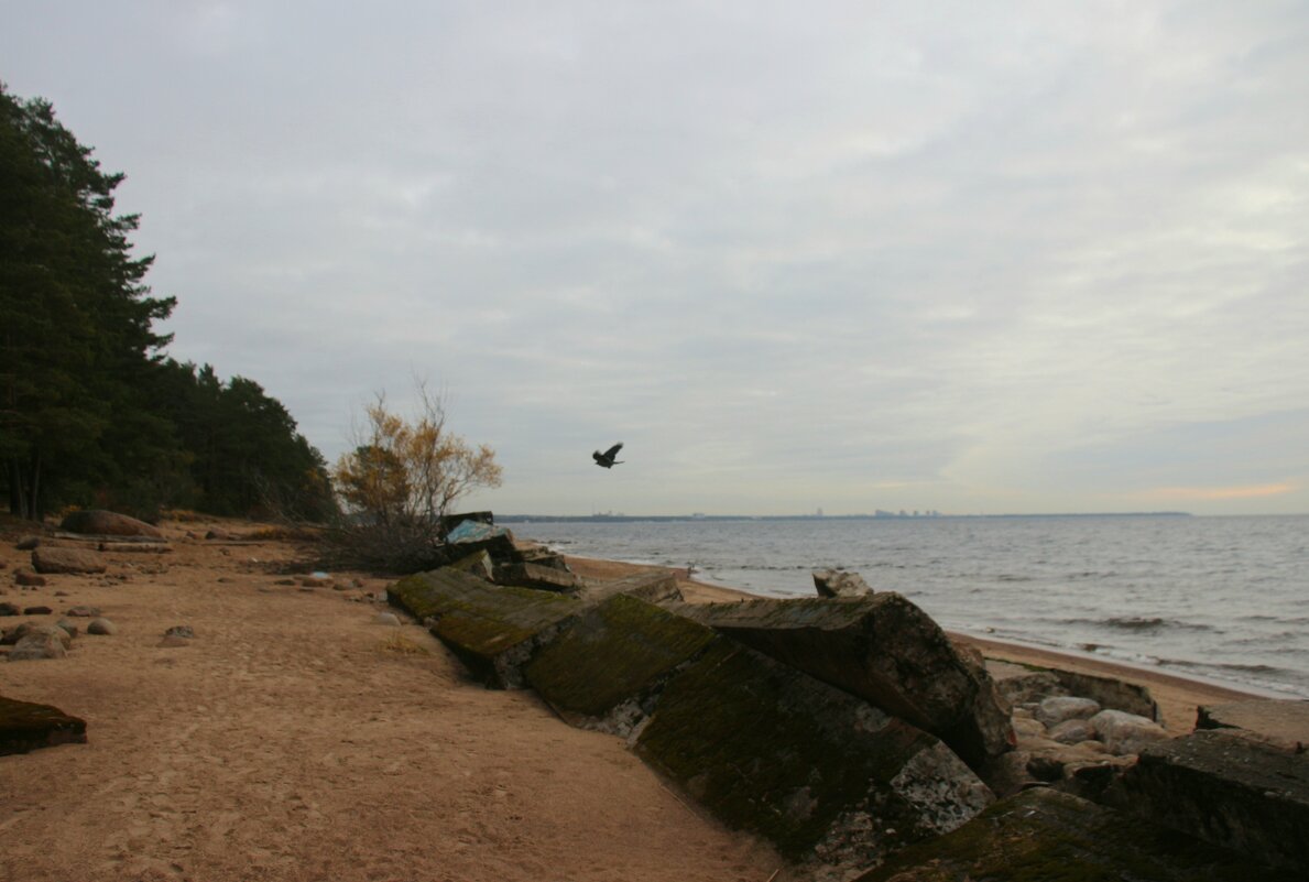 Репино. Ноябрь - Наталья Герасимова Репино. Ноябрь - Наталья Герасимова