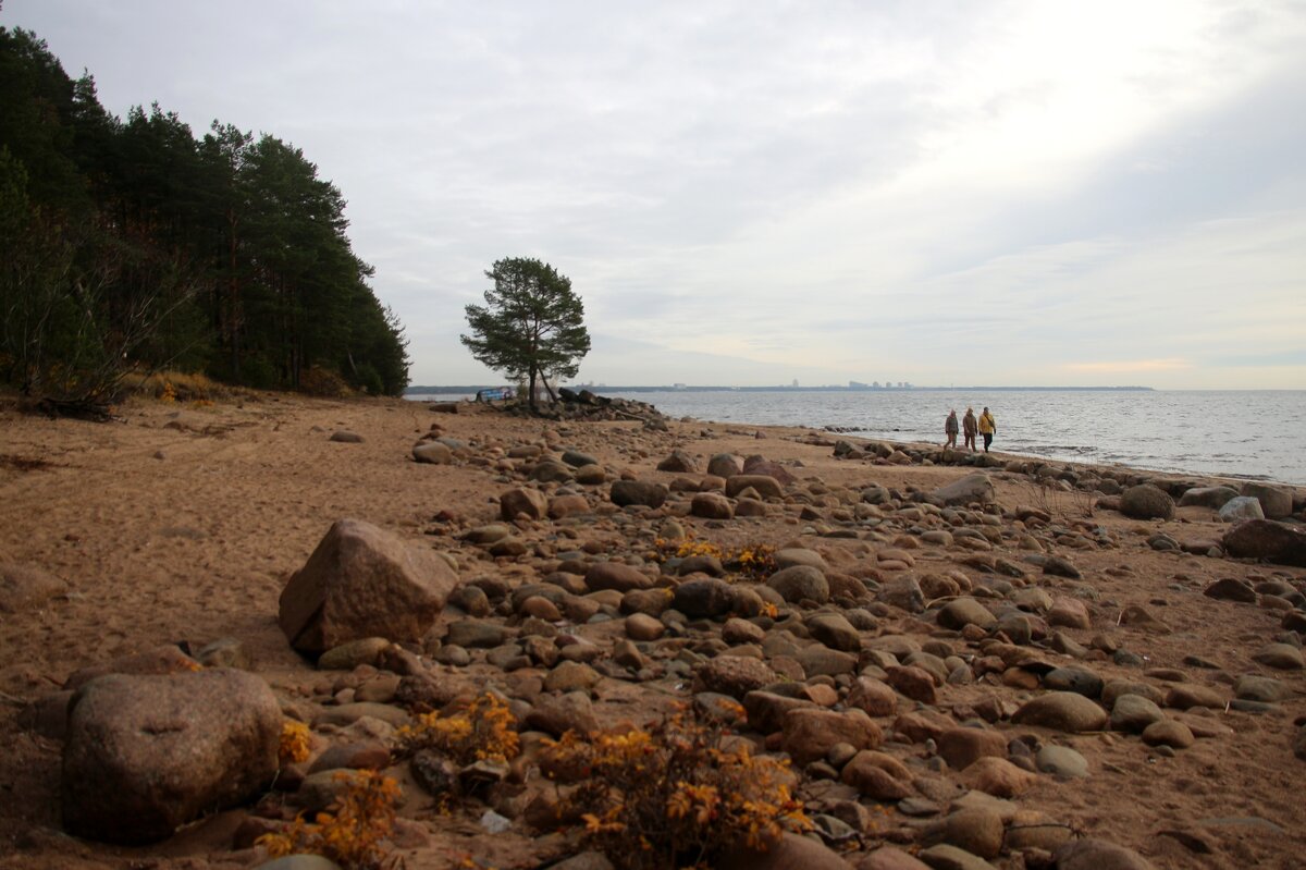 Репино. Ноябрь - Наталья Герасимова Репино. Ноябрь - Наталья Герасимова
