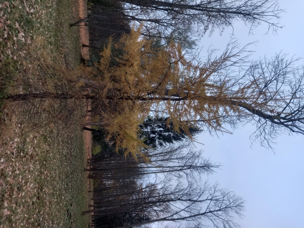 Осень - Сапсан 