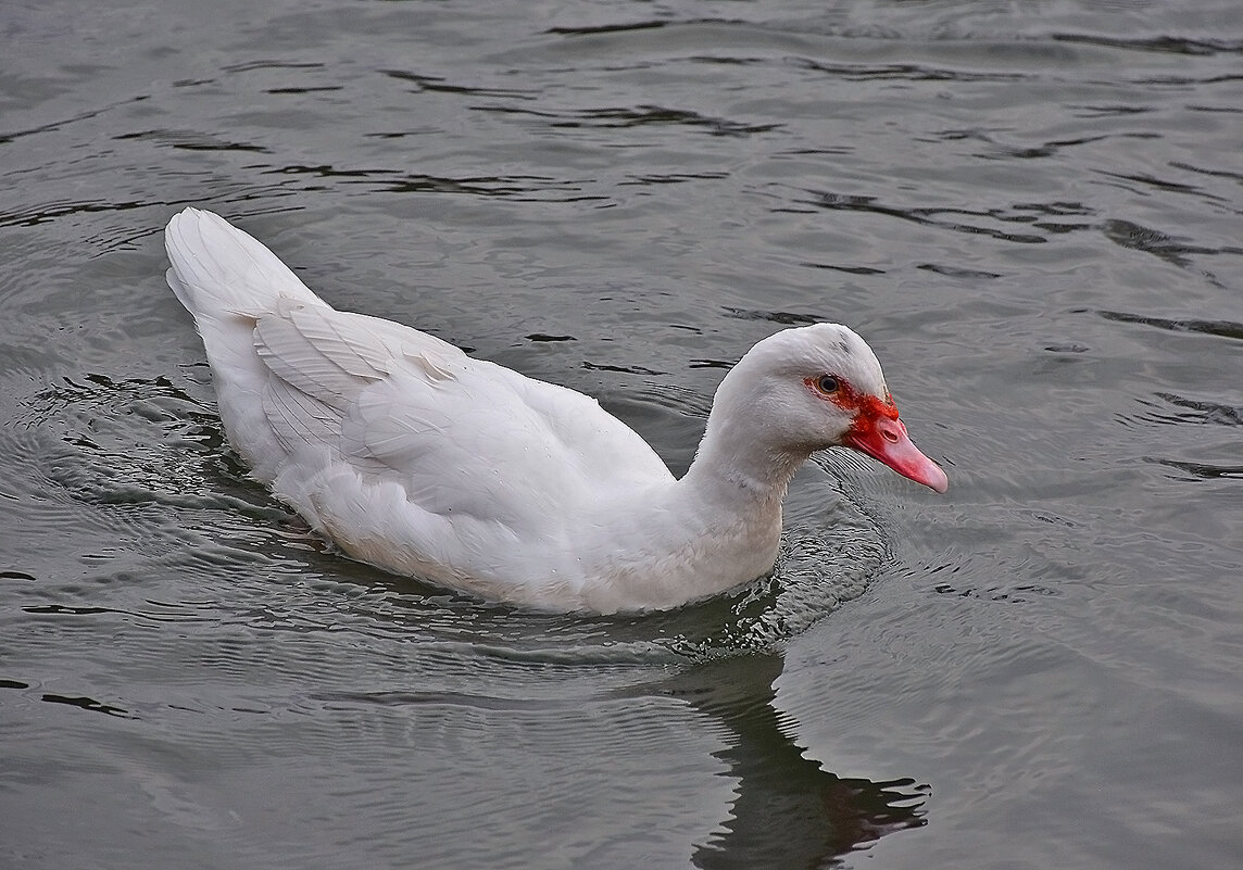Интересный экспонат! - Валентина  Нефёдова 