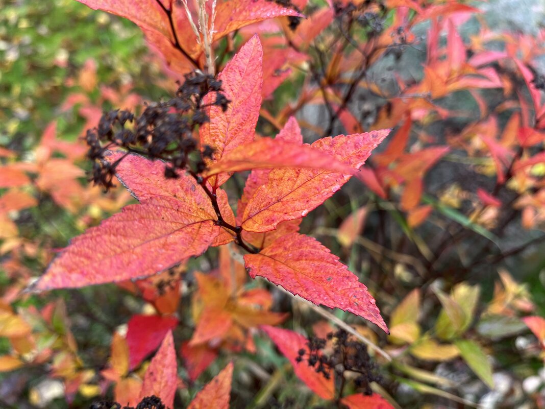 Яркие краски Осени. - Olga Oskolkova