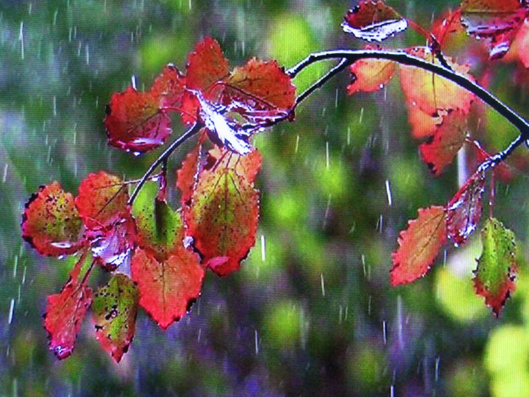 Дождь идёт - Людмила Смородинская Дождь идёт - Людмила Смородинская