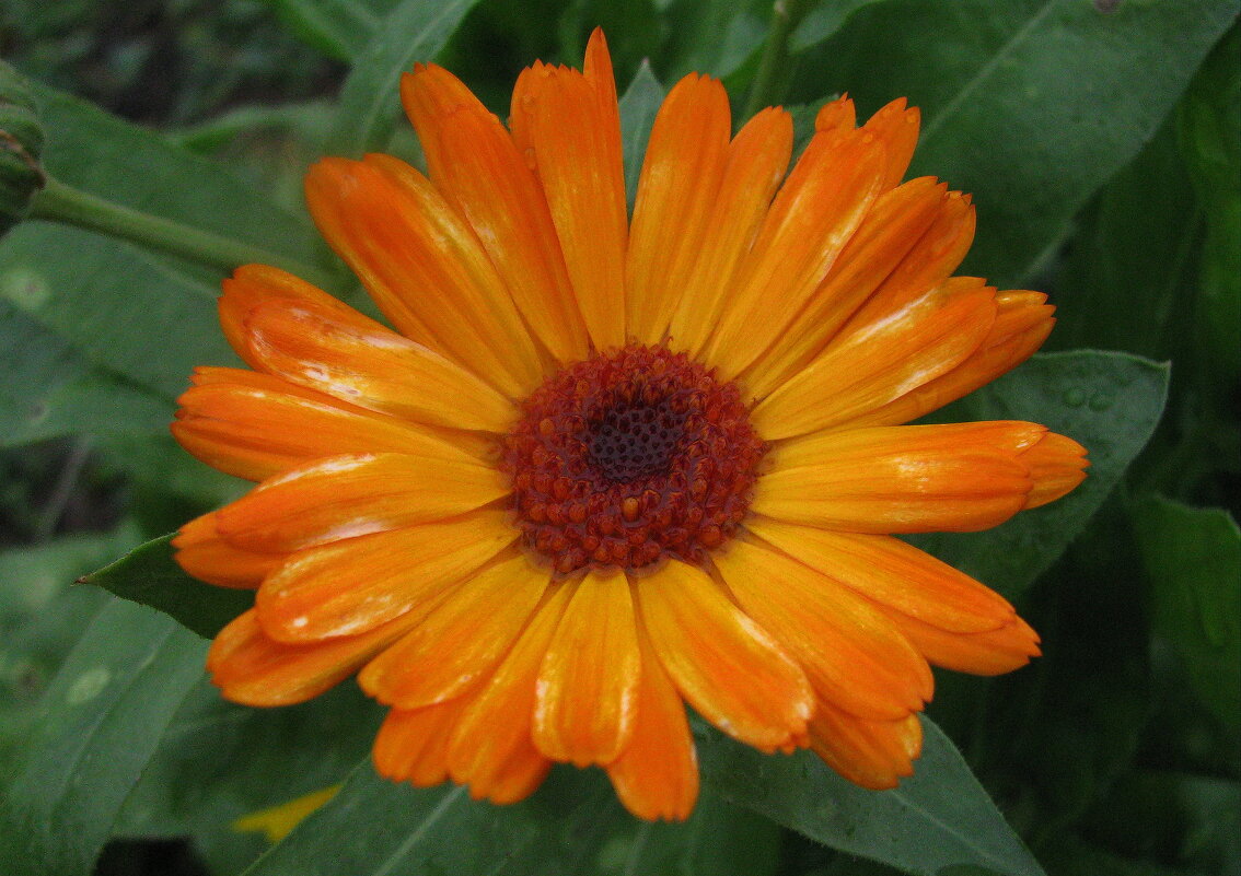 Красавица - Людмила Смородинская