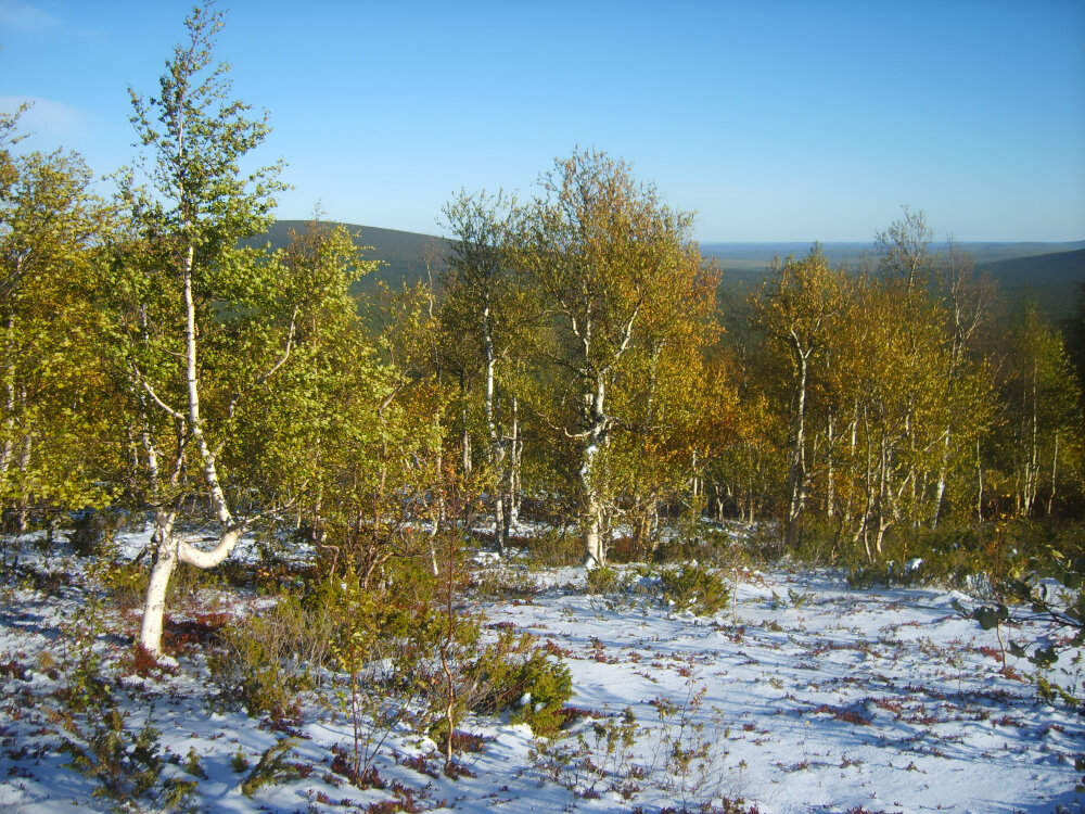 Осенние танцы берёз - Галина Ильясова Осенние танцы берёз - Галина Ильясова