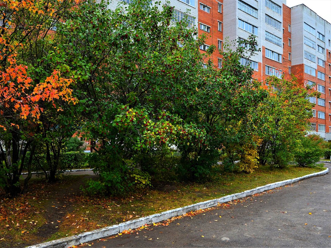 Новочебоксарск. Осенний боярышник на ул. 10-й Пятилетки. - Пётр Чернега Новочебоксарск. Осенний боярышник на ул. 10-й Пятилетки. - Пётр Чернега