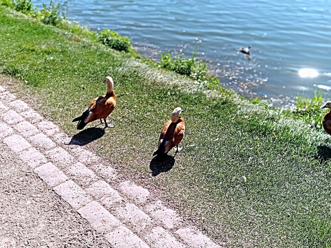 Царицыно. - Владимир Драгунский Царицыно. - Владимир Драгунский