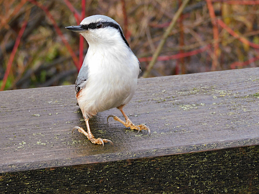 Поползень - Лина 