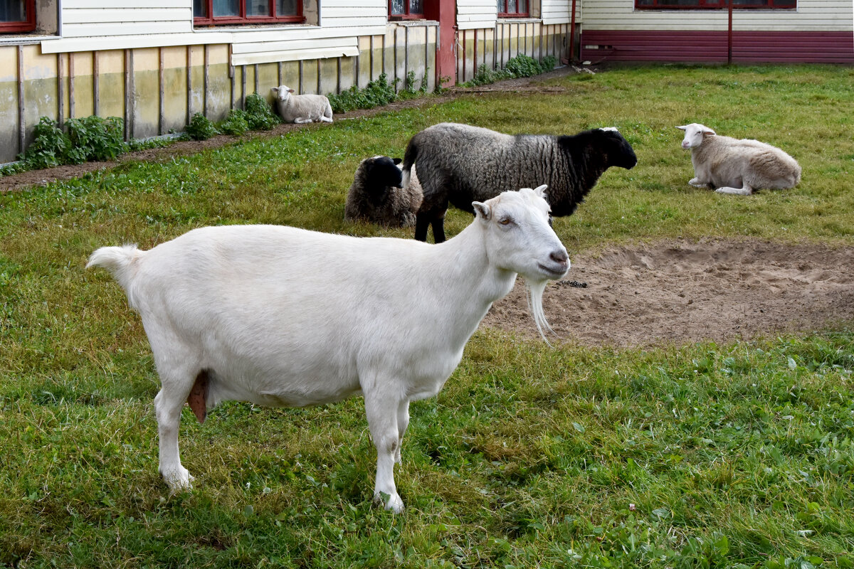 Московская область. Серпухов. Ферма «Русский страус». - Наташа ***** Московская область. Серпухов. Ферма «Русский страус». - Наташа *****