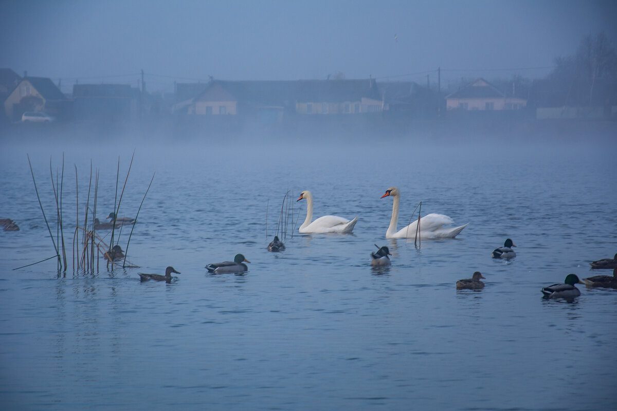 Туманным утром.... - Sergey (Apg)