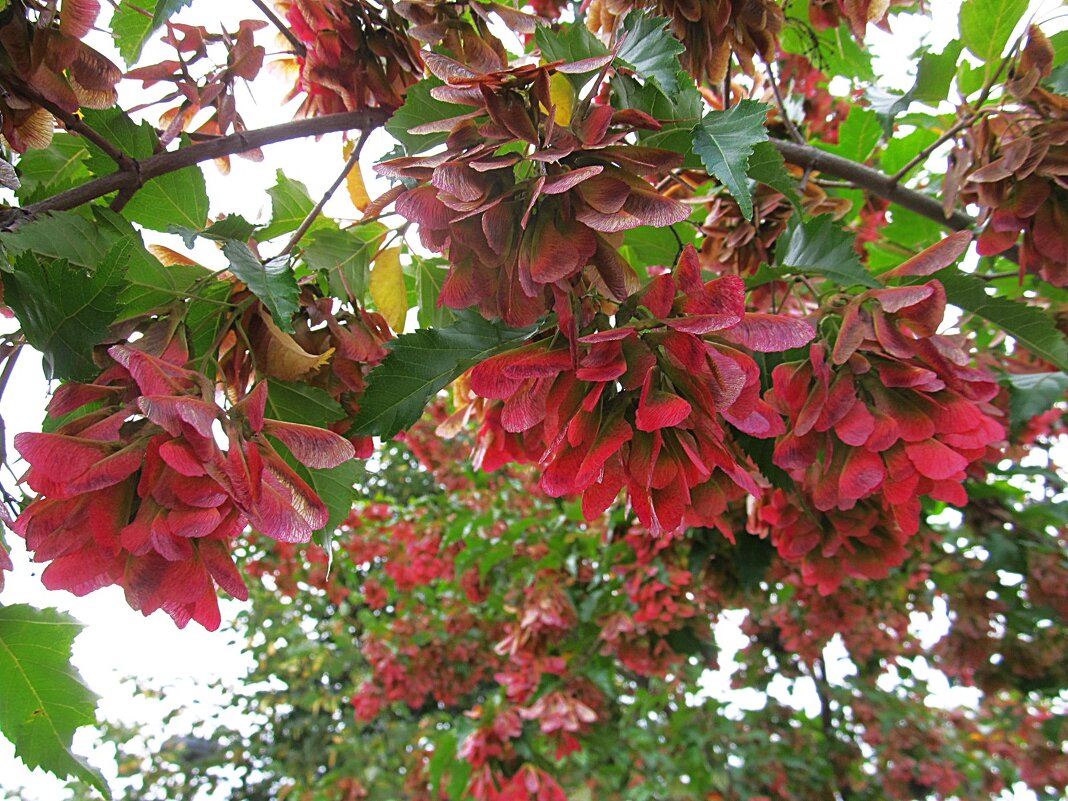 .......... - Елена Шаламова