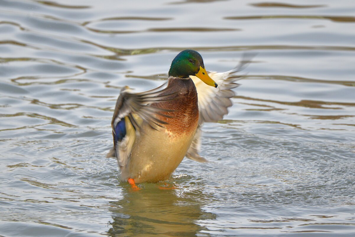 Танцы на воде ... - Константин Анисимов