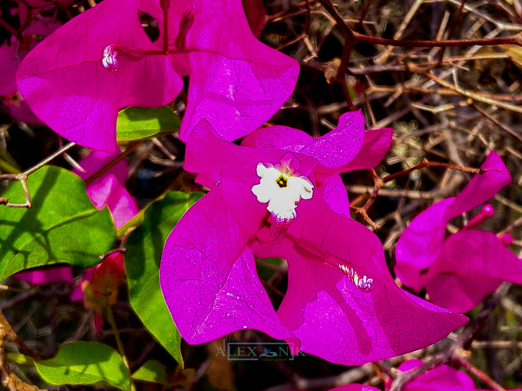 Бугенвилле́я. - Argaman Табашник