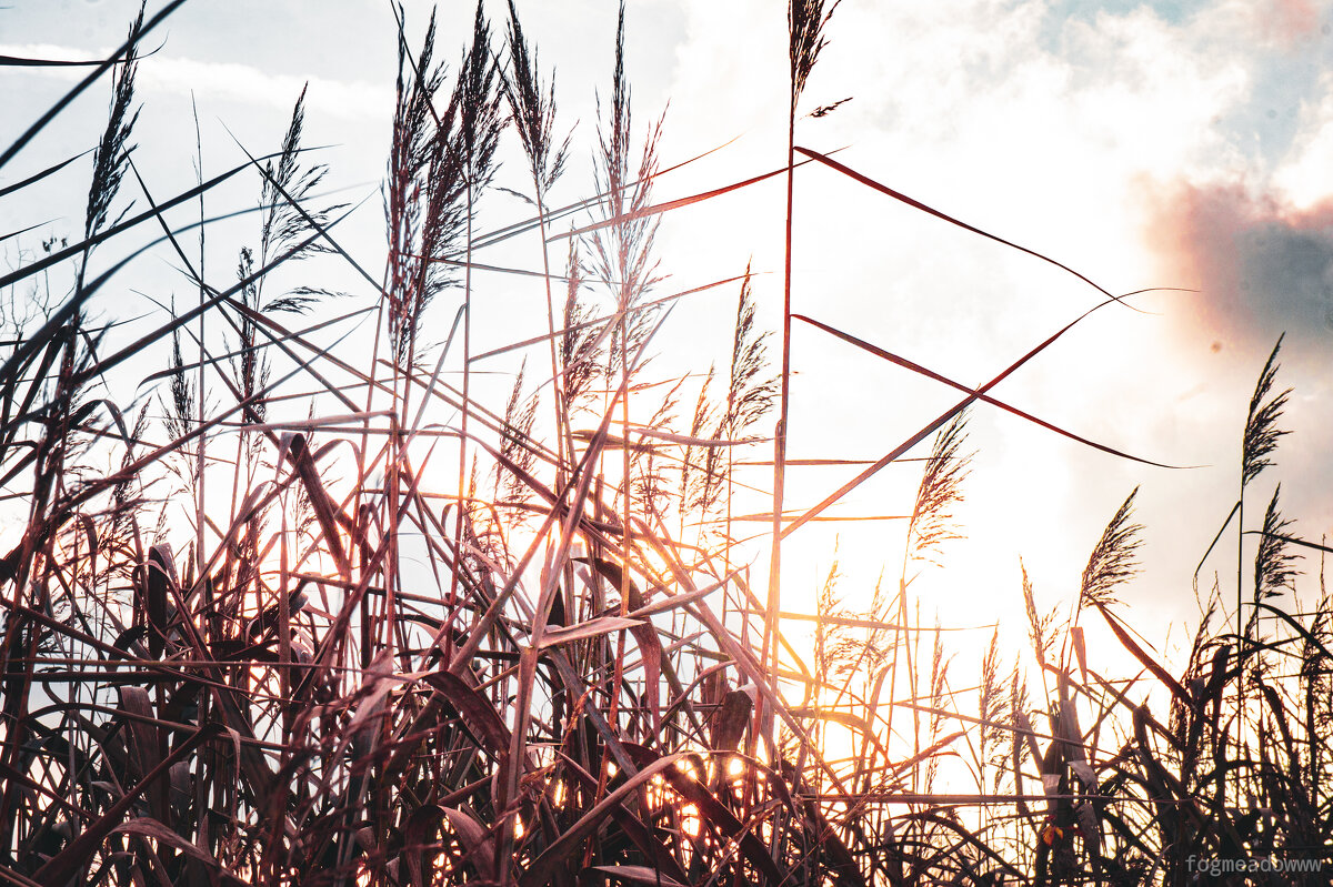 Стебли травы - fogmeadowww m