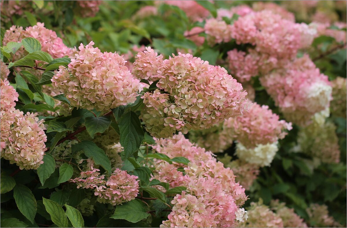 Метельчатая гортензия - ZNatasha -