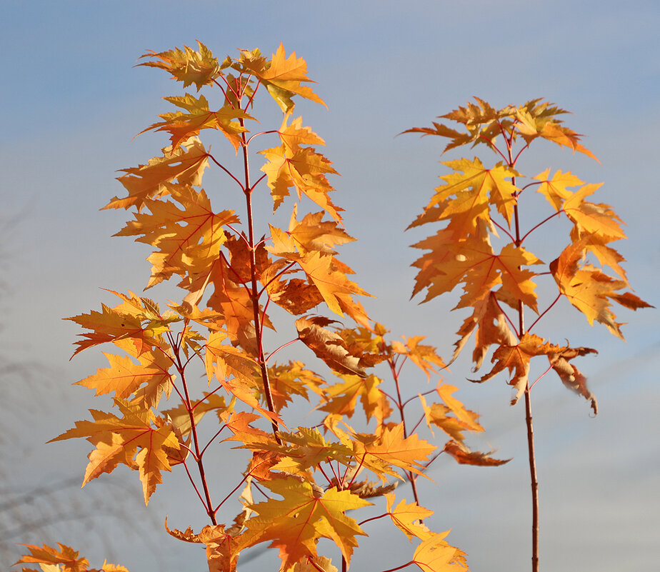 Осенний солнечный этюд - Светлана 