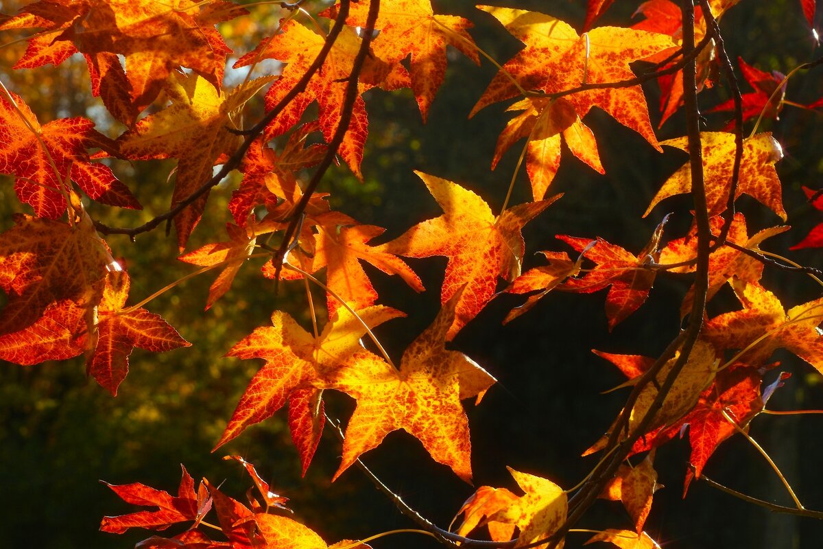 Закружила осень - Юрий. Шмаков