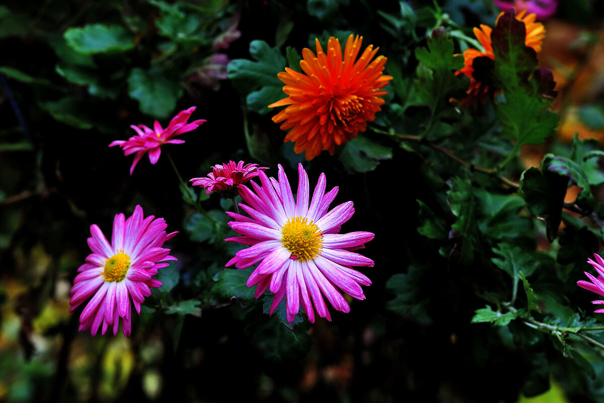 Цветочи - Юрий Гайворонскiий