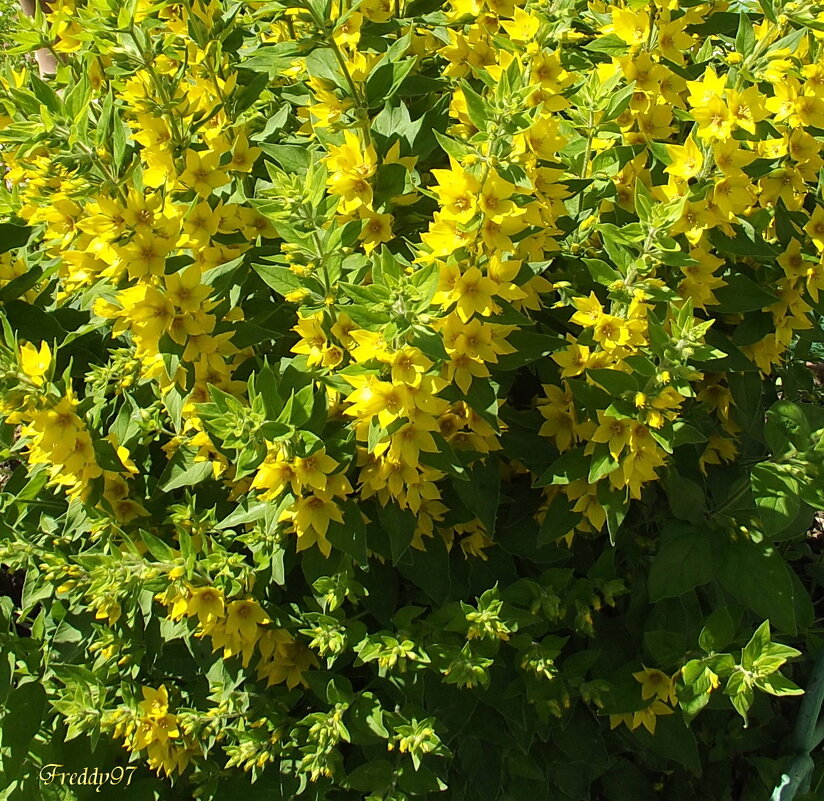 Вербейник - Freddy 97