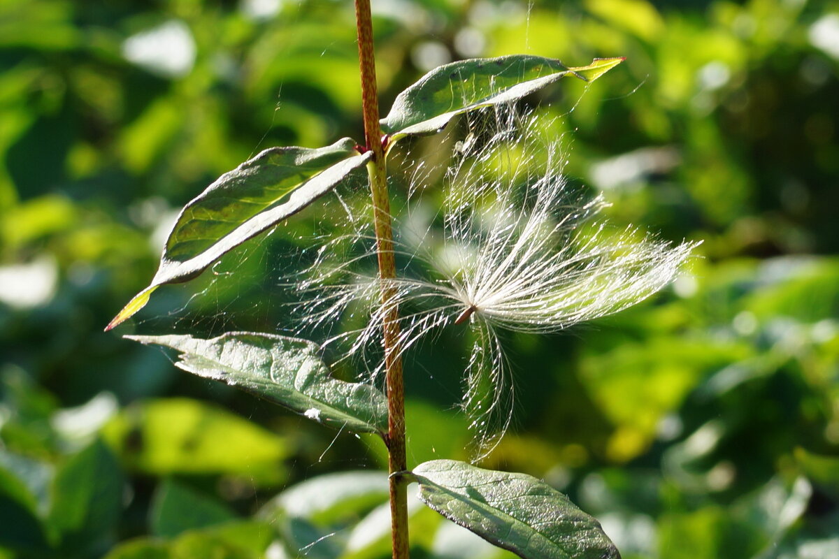 Заблудился ... - Нэлли Обертынская
