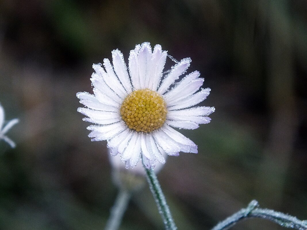 ** - Зоя Мишина