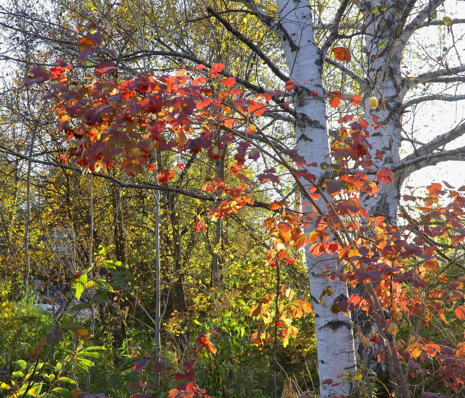 Осень в закатных лучах солнца - Нина северянка