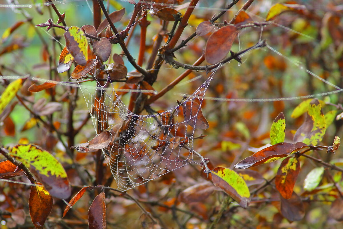 Паутина - Нина северянка Паутина - Нина северянка