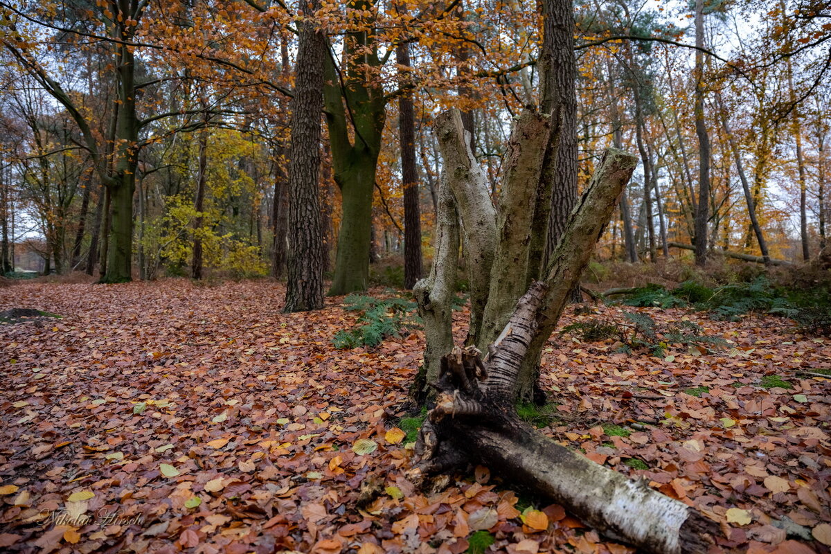 В осеннем лесу... - Николай Гирш