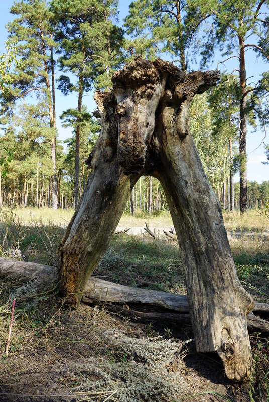 "Лешак". - Егор Бабанов
