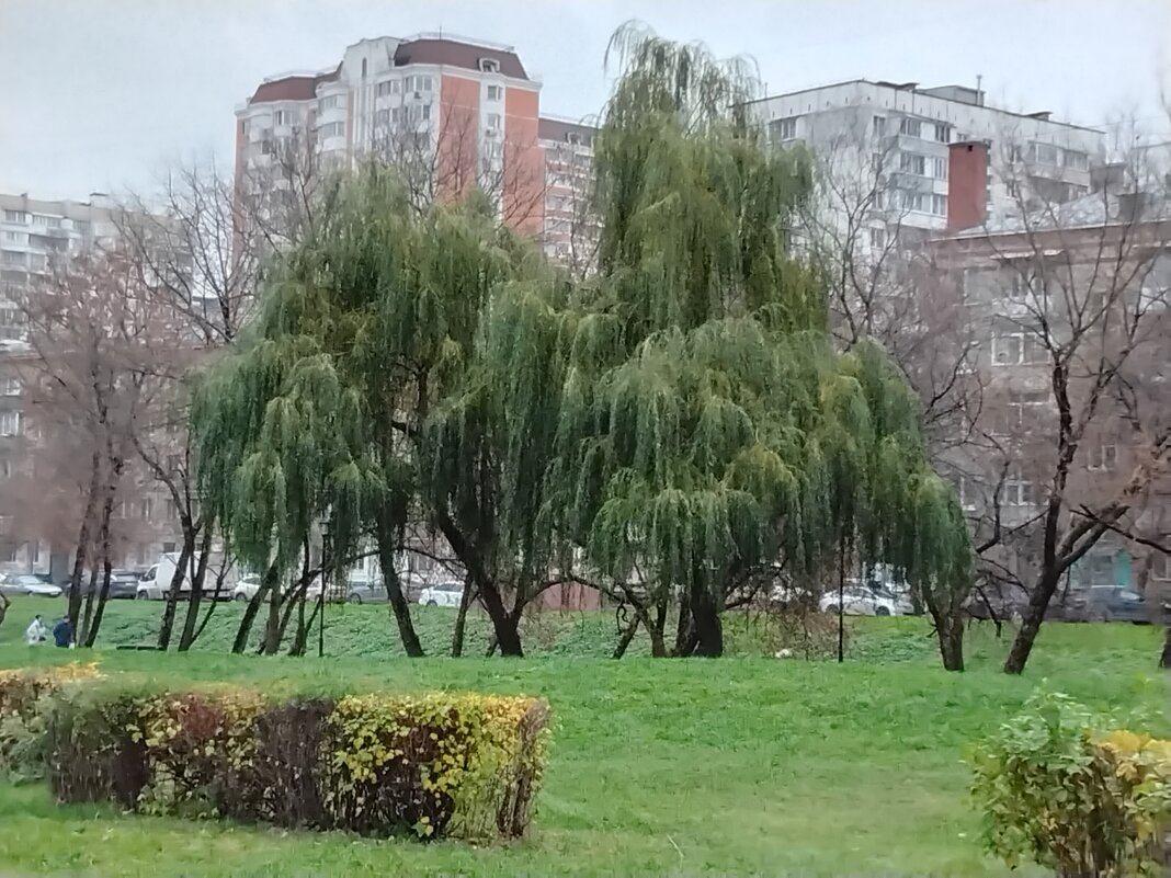 Ивушки - Дмитрий Никитин