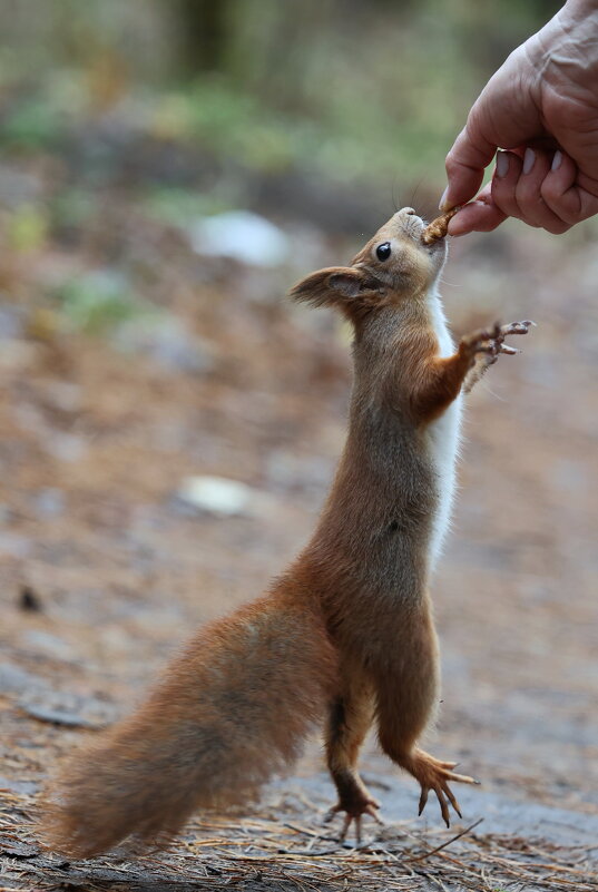 Болтаем лапками... - Александр Кондаков