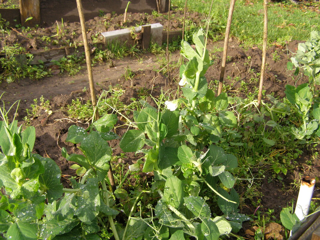 Горошек зеленый (запоздалый :) - Анна Воробьева Горошек зеленый (запоздалый :) - Анна Воробьева