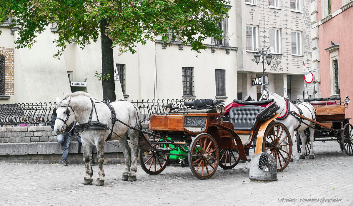 Лошадиное такси - Светлана Ищенко