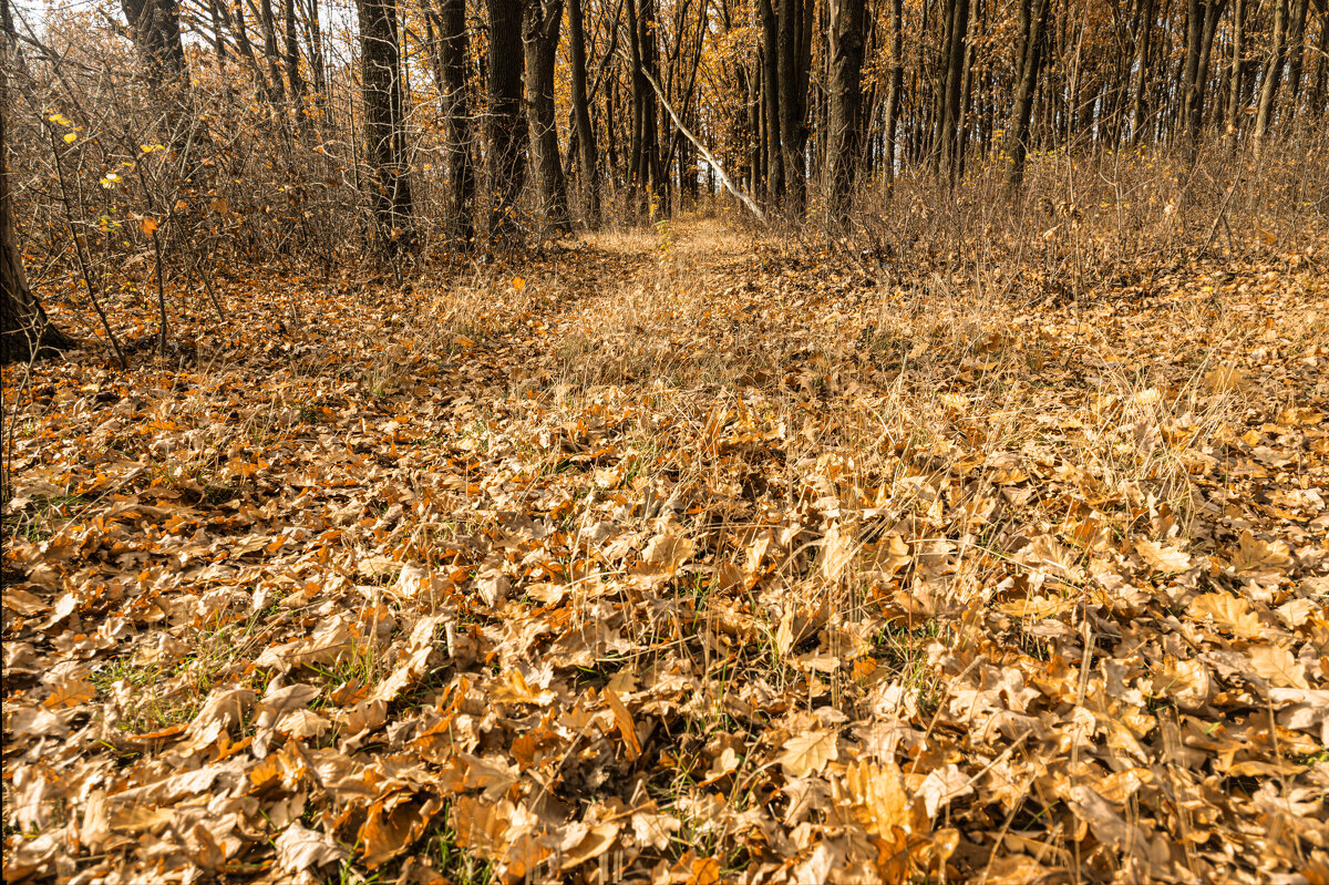 вот и осень, и улетают птицы ! - валерий 
