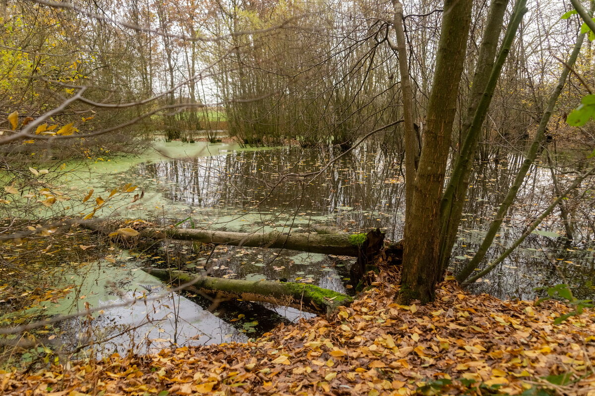Естественный ход... - Николай Гирш Естественный ход... - Николай Гирш