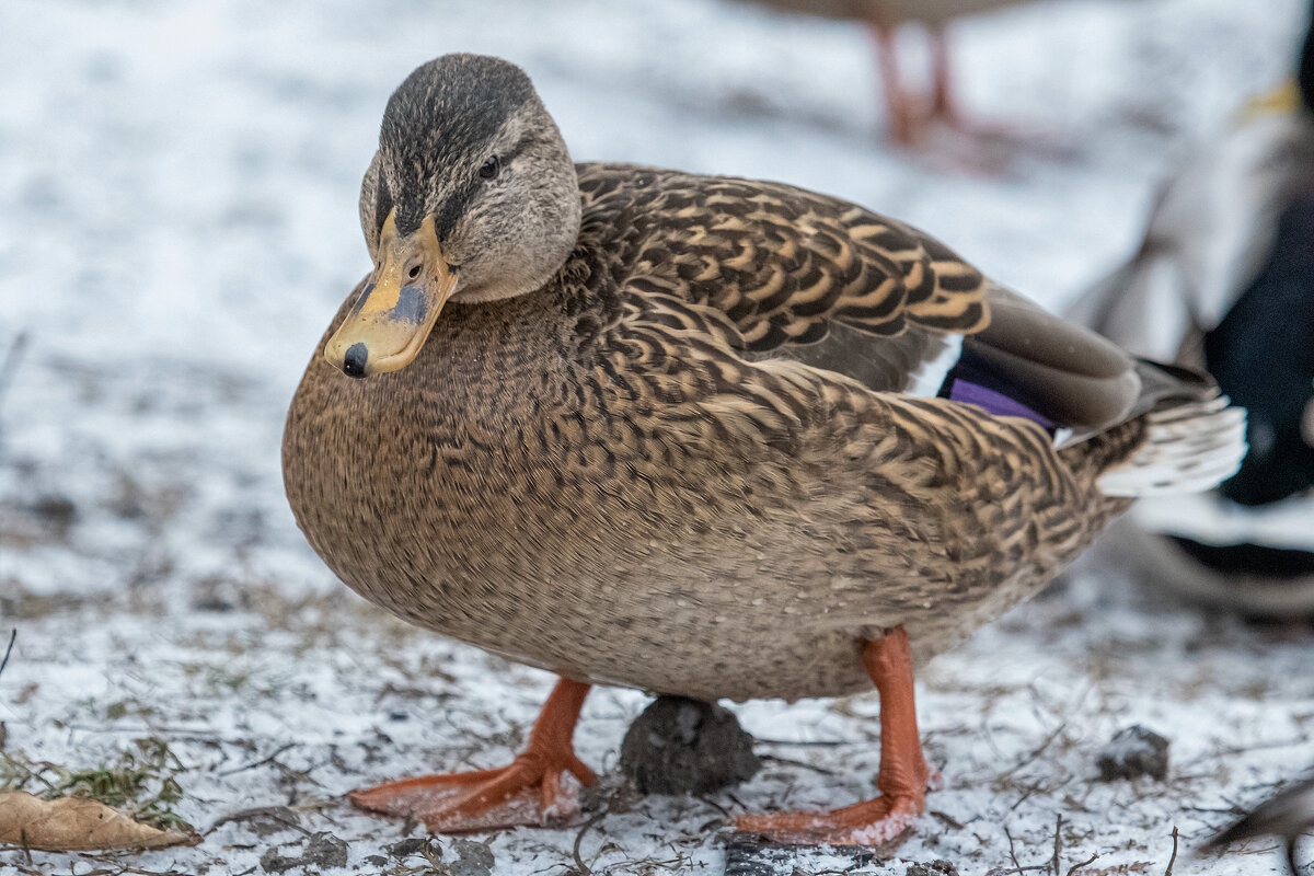 Кряква. - Евгений Голубев