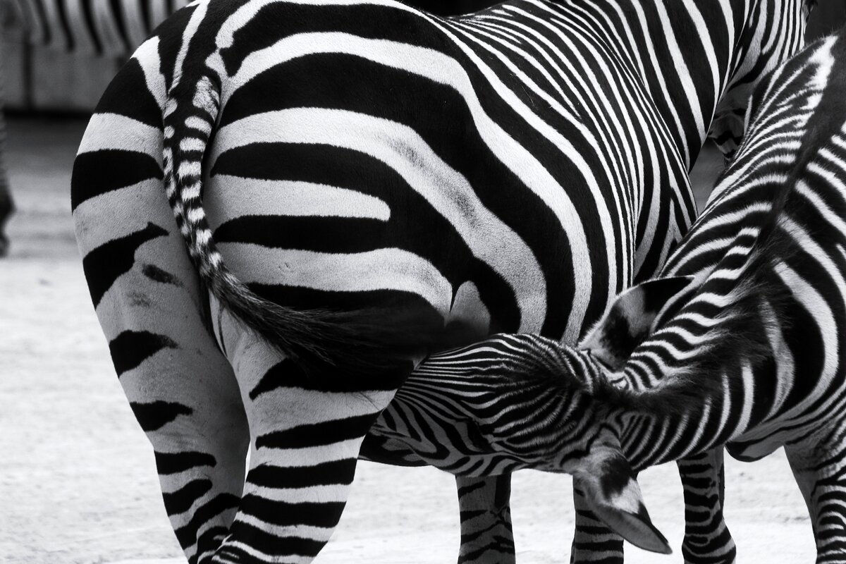 Кормление - Юрий. Шмаков