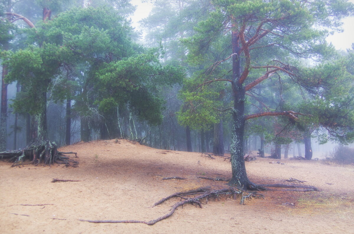 *** - Сергей  Могутов 