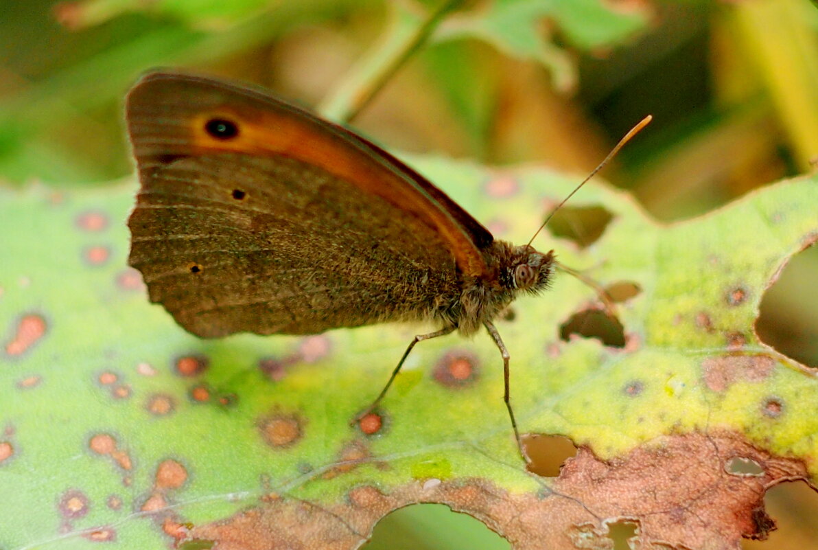 опять про бабочек...6 - Александр Прокудин